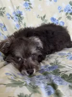 Ember, a female Miniature Schnauzer for sale in Roy, WA – 3 of 10