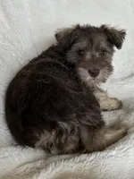 Ciara, a female Miniature Schnauzer for sale in Roy, WA – 5 of 10