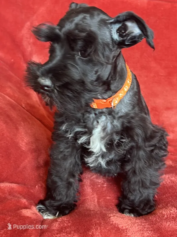 Trapper – Miniature Schnauzer puppy for sale in Roy, WA