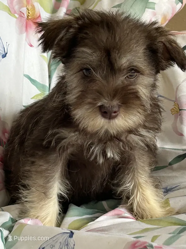 Whitney – Miniature Schnauzer puppy for sale in Roy, WA