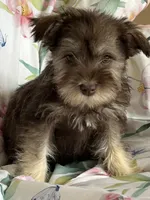 Whitney, a female Miniature Schnauzer for sale in Roy, WA – 1 of 10