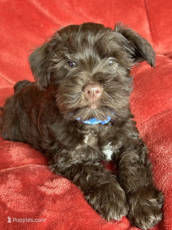 Axel – Miniature Schnauzer puppy for sale in Roy, WA