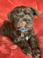 Axel, a male Miniature Schnauzer for sale in Roy, WA – 1 of 10