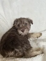 Ciara, a female Miniature Schnauzer for sale in Roy, WA – 8 of 10