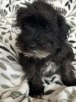 Ali, a male Miniature Schnauzer for sale in Roy, WA – 7 of 10