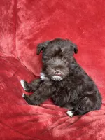 Ellie, a female Miniature Schnauzer for sale in Roy, WA – 8 of 10