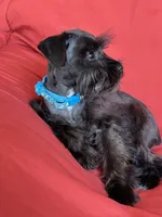 Sharna, a female Miniature Schnauzer for sale in Roy, WA – 5 of 10