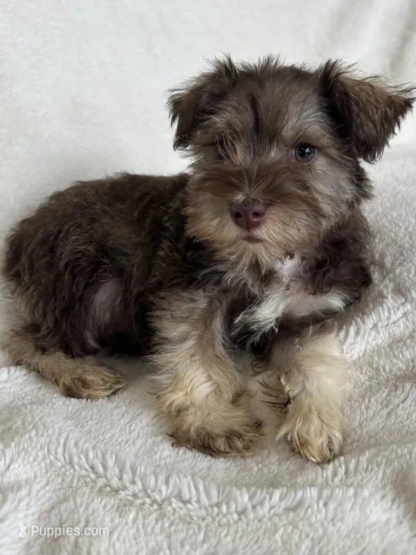 Ciara – Miniature Schnauzer puppy for sale in Roy, WA