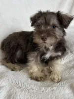 Ciara, a female Miniature Schnauzer for sale in Roy, WA – 1 of 10