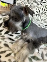 Emma, a female Miniature Schnauzer for sale in Roy, WA – 8 of 10