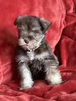 Coco, a female Miniature Schnauzer for sale in Roy, WA – 6 of 9