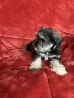 Olive, a female Miniature Schnauzer for sale in Roy, WA – 6 of 10