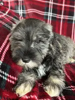Bruno, a male Miniature Schnauzer for sale in Roy, WA – 9 of 10