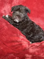 Ellie, a female Miniature Schnauzer for sale in Roy, WA – 6 of 10