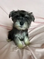 Rylee, a female Miniature Schnauzer for sale in Roy, WA – 4 of 10