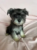 Rylee, a female Miniature Schnauzer for sale in Roy, WA – 6 of 10