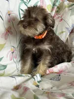 Whitney, a female Miniature Schnauzer for sale in Roy, WA – 5 of 10