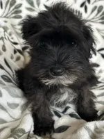 Ali, a male Miniature Schnauzer for sale in Roy, WA – 3 of 10