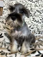 Emma, a female Miniature Schnauzer for sale in Roy, WA – 2 of 10