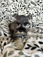 Emma, a female Miniature Schnauzer for sale in Roy, WA – 5 of 10