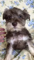 Ember, a female Miniature Schnauzer for sale in Roy, WA – 5 of 10