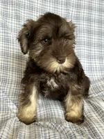 Britt, a female Miniature Schnauzer for sale in Roy, WA – 2 of 10