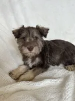 Ciara, a female Miniature Schnauzer for sale in Roy, WA – 9 of 10