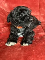 Trapper, a male Miniature Schnauzer for sale in Roy, WA – 4 of 10