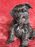 Axel, a male Miniature Schnauzer for sale in Roy, WA – 6 of 10