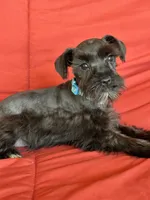 Sharna, a female Miniature Schnauzer for sale in Roy, WA – 3 of 10