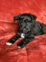 Trapper, a male Miniature Schnauzer for sale in Roy, WA – 5 of 10