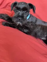 Sharna, a female Miniature Schnauzer for sale in Roy, WA – 2 of 10