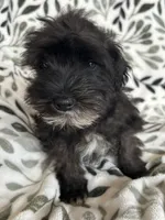 Ali, a male Miniature Schnauzer for sale in Roy, WA – 5 of 10