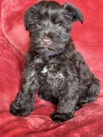 Axel, a male Miniature Schnauzer for sale in Roy, WA – 4 of 10