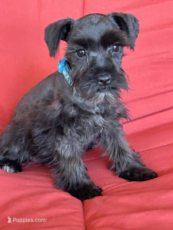 Sharna – Miniature Schnauzer puppy for sale in Roy, WA