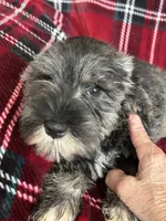 Bruno, a male Miniature Schnauzer for sale in Roy, WA – 8 of 10
