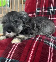Bruno, a male Miniature Schnauzer for sale in Roy, WA – 2 of 10
