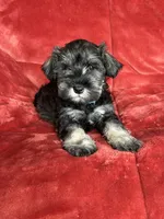 Murphy , a male Miniature Schnauzer for sale in Roy, WA – 7 of 10