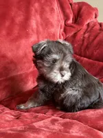 Coco, a female Miniature Schnauzer for sale in Roy, WA – 4 of 9