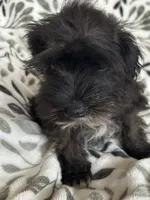 Ali, a male Miniature Schnauzer for sale in Roy, WA – 2 of 10