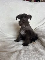 Ellie, a female Miniature Schnauzer for sale in Roy, WA – 2 of 9