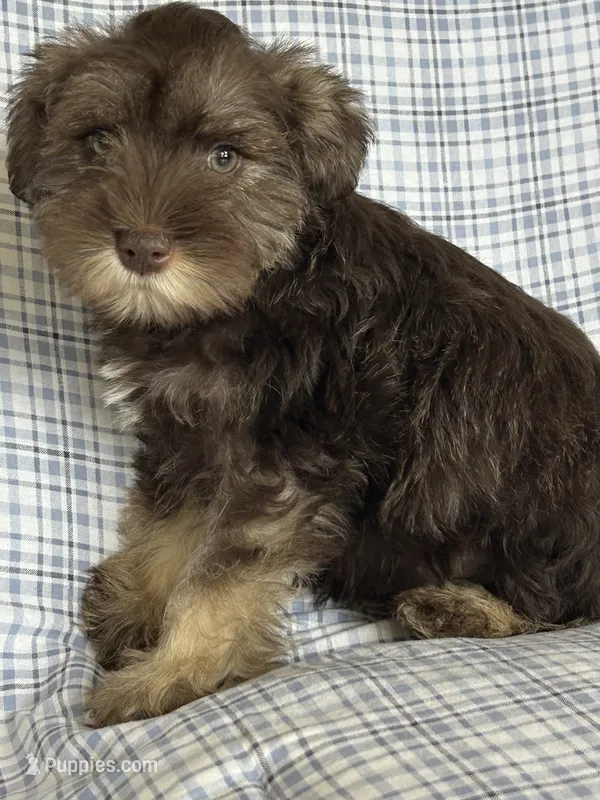 Britt – Miniature Schnauzer puppy for sale in Roy, WA