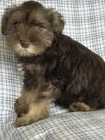 Britt, a female Miniature Schnauzer for sale in Roy, WA – 1 of 10