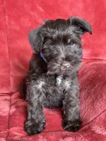 Axel, a male Miniature Schnauzer for sale in Roy, WA – 9 of 10