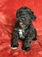 Trapper, a male Miniature Schnauzer for sale in Roy, WA – 3 of 10