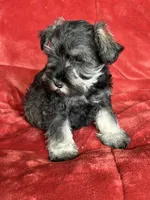Murphy , a male Miniature Schnauzer for sale in Roy, WA – 6 of 10