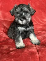 Murphy , a male Miniature Schnauzer for sale in Roy, WA – 9 of 10