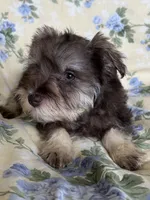 Ember, a female Miniature Schnauzer for sale in Roy, WA – 7 of 10