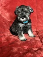 Murphy , a male Miniature Schnauzer for sale in Roy, WA – 8 of 10