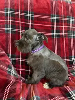 Taylor, a female Miniature Schnauzer for sale in Roy, WA – 4 of 8